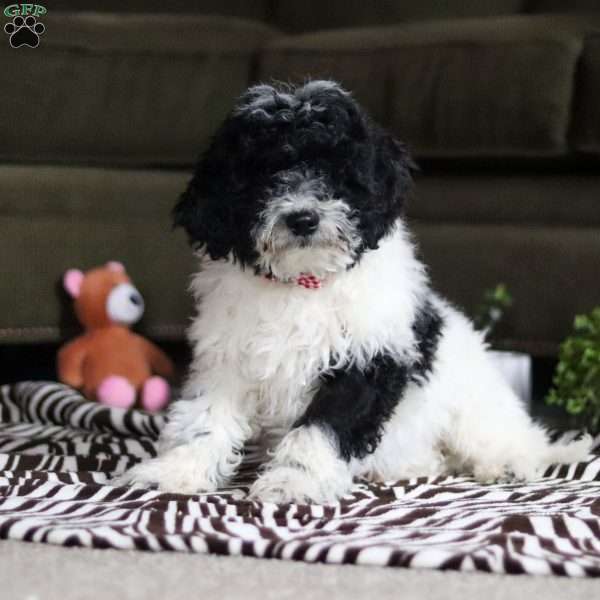 Frisky, Standard Poodle Puppy